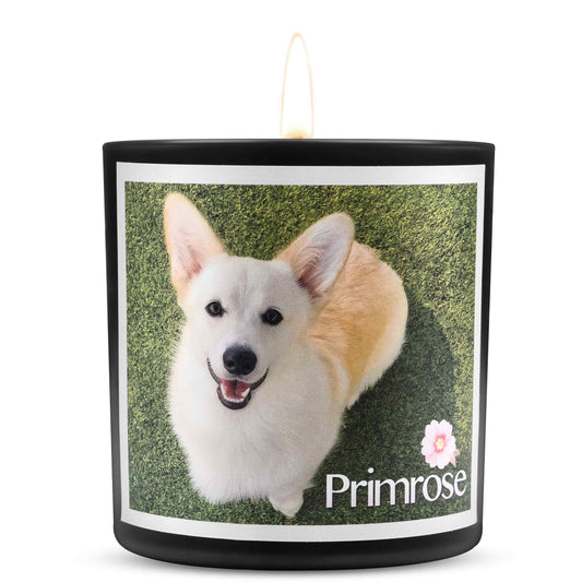 Primrose Fundraiser Candle
